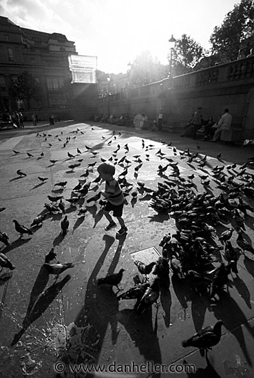 traf-pigeons-0004.jpg