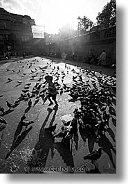 images/Europe/England/London/Trafalgar/Pigeons/traf-pigeons-0004.jpg