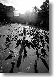 images/Europe/England/London/Trafalgar/Pigeons/traf-pigeons-0006.jpg