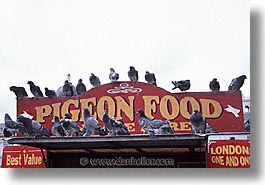 images/Europe/England/London/Trafalgar/Pigeons/traf-pigeons-0014.jpg