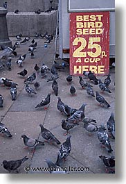 images/Europe/England/London/Trafalgar/Pigeons/traf-pigeons-0015.jpg
