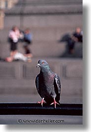images/Europe/England/London/Trafalgar/Pigeons/traf-pigeons-0016.jpg