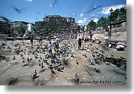 images/Europe/England/London/Trafalgar/Pigeons/traf-pigeons-0017.jpg