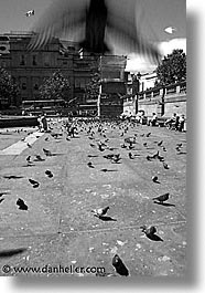 images/Europe/England/London/Trafalgar/Pigeons/traf-pigeons-0018.jpg