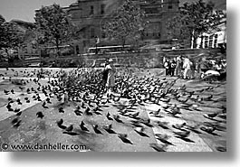 images/Europe/England/London/Trafalgar/Pigeons/traf-pigeons-0020.jpg