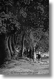 images/Europe/France/Corsica/Cauria/kids-n-trees.jpg