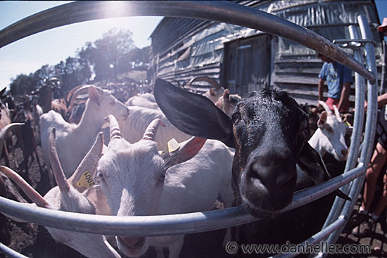 milking-goat-01.jpg