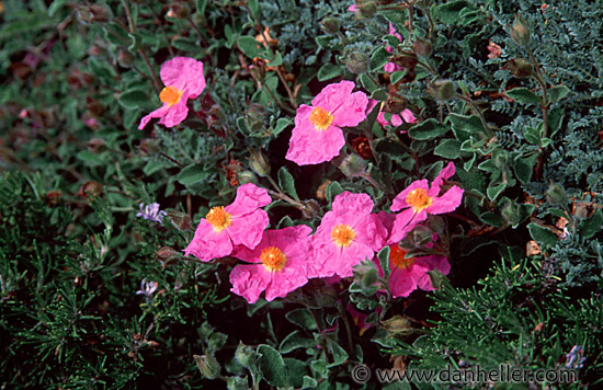 pink-flowers.jpg