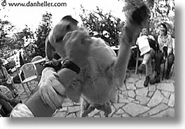 images/Europe/France/Corsica/Misc/pooch-play-1.jpg