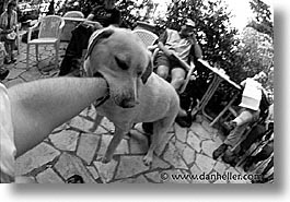 images/Europe/France/Corsica/Misc/pooch-play-2.jpg