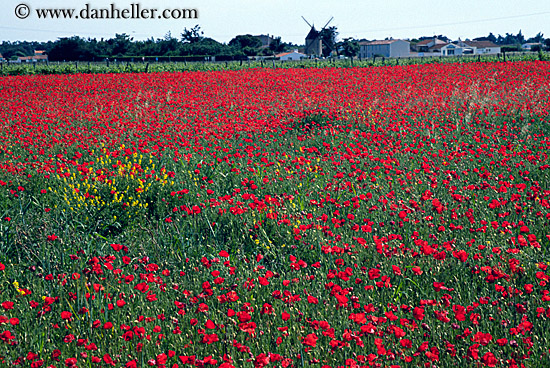 flower-farm.jpg