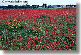 images/Europe/France/IleDeRe/flower-farm.jpg
