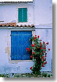 images/Europe/France/IleDeRe/roses-window-2.jpg
