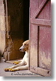 images/Europe/France/LoireValley/dogs02.jpg