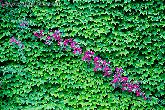 flowers-n-ivy.jpg