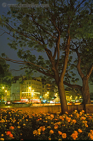 flowers-n-trees-at-night.jpg