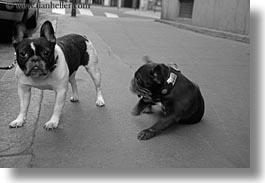 images/Europe/France/Paris/Dogs/french-bulldogs-3.jpg