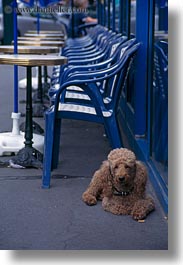 images/Europe/France/Paris/Dogs/poodle.jpg