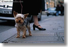 images/Europe/France/Paris/Dogs/shitzu-n-womans-feet-1.jpg