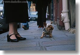 images/Europe/France/Paris/Dogs/shitzu-n-womans-feet-2.jpg