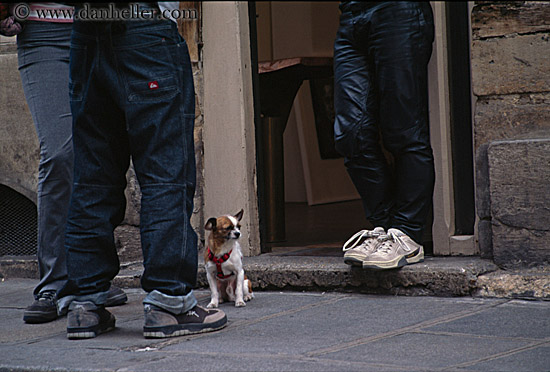small-dog-among-legs.jpg