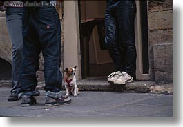 images/Europe/France/Paris/Dogs/small-dog-among-legs.jpg