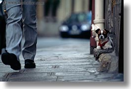 images/Europe/France/Paris/Dogs/small-dog-on-step-1.jpg