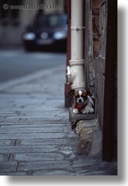 images/Europe/France/Paris/Dogs/small-dog-on-step-2.jpg