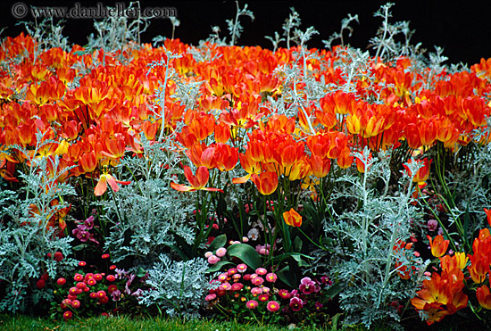 orange-tulips-1.jpg