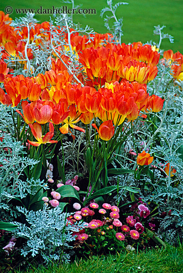 orange-tulips-2.jpg