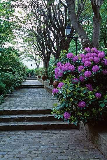 purple-flowers-n-cobblestone-sidewalk-2.jpg