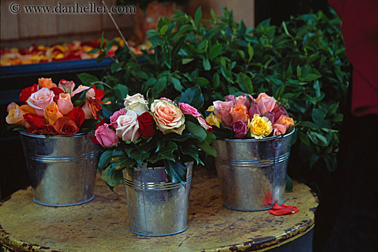 roses-in-silver-pots-1.jpg