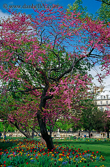 tree-w-pink-flowers-1.jpg