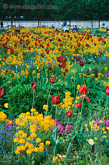 tulips-n-flowers-1.jpg