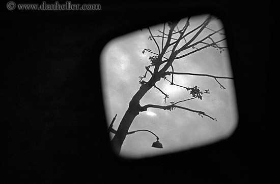 tree-in-readview-mirror.jpg