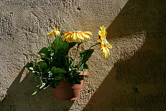 flowers-on-wall-4.jpg