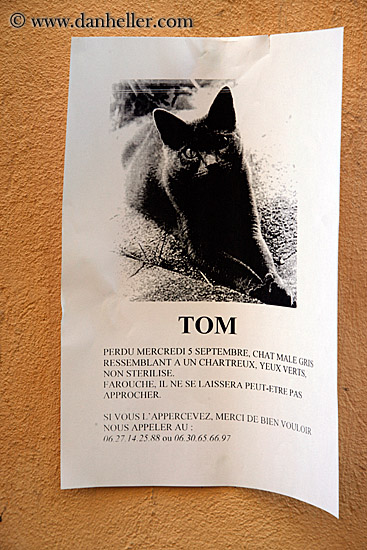 lost-tom-cat.jpg