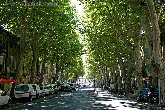cours_mirabeau-trees-1.jpg