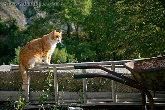 cat-on-fence.jpg