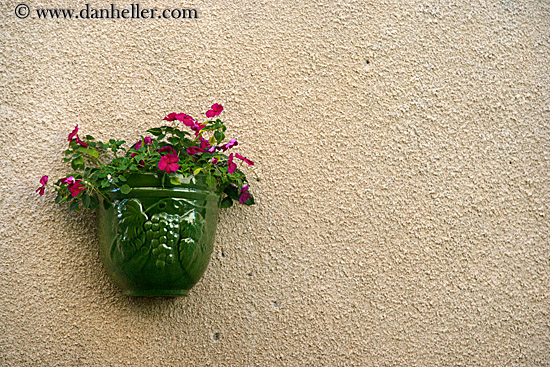 geraniums-on-wall-2.jpg