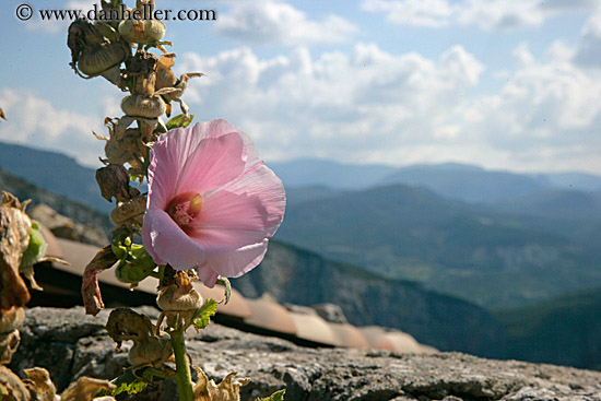 pink-hibiscus-2.jpg