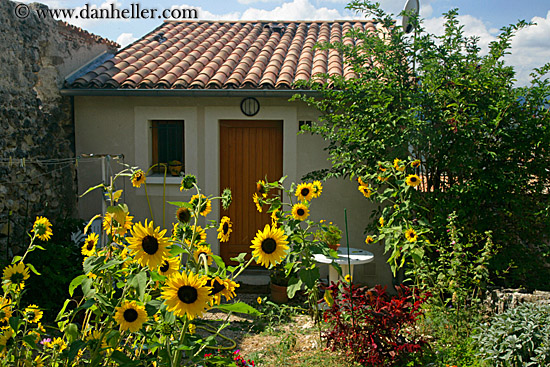 sunflowers-n-house.jpg