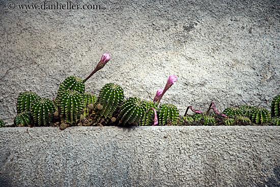 cactus-flowers.jpg