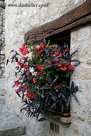 flower-in-window-1.jpg