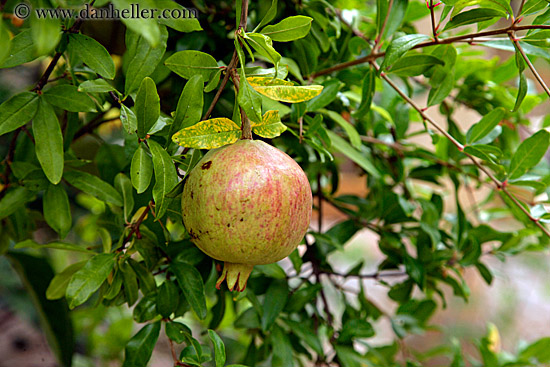 apple-on-tree.jpg