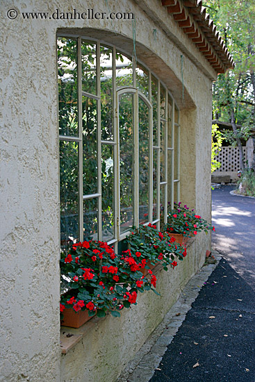 geraniums-in-window.jpg