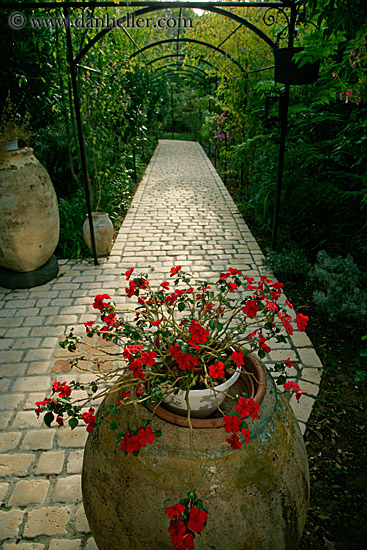 potted-plant-n-tile-path-2.jpg