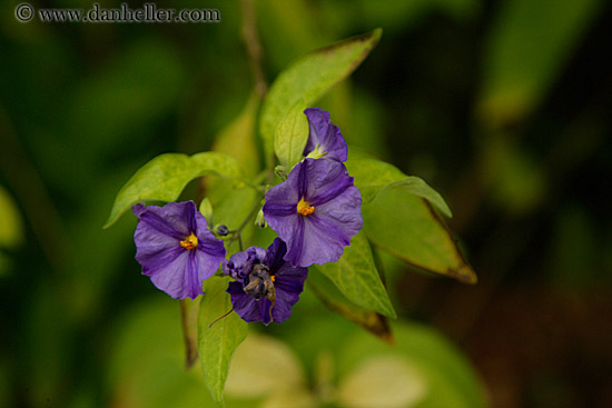 purple-flower.jpg