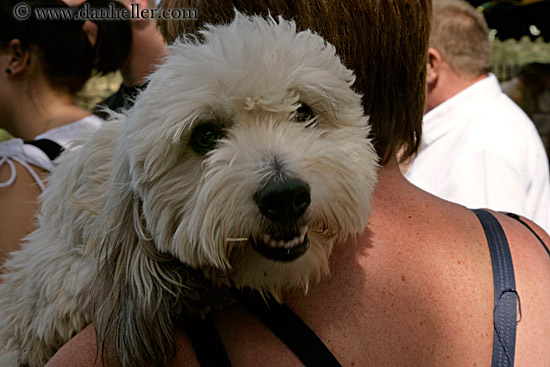 dog-on-shoulder.jpg