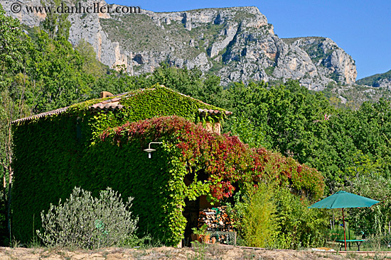 ivy-covered-house-1.jpg